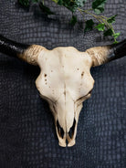 Large Bison Skull Wall Head - Punk & Poodle